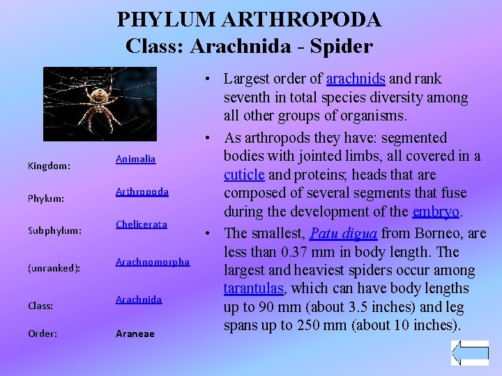 PHYLUM ARTHROPODA Class: Arachnida - Spider Kingdom: Phylum: Subphylum: (unranked): Class: Order: Animalia Arthropoda