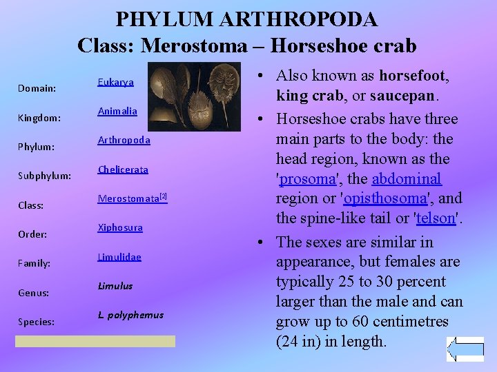 PHYLUM ARTHROPODA Class: Merostoma – Horseshoe crab Domain: Kingdom: Phylum: Subphylum: Class: Order: Family:
