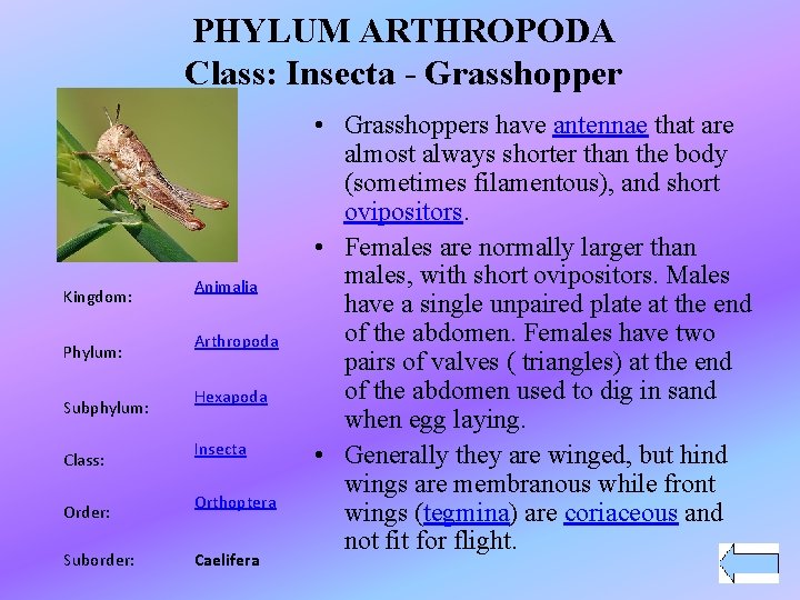 PHYLUM ARTHROPODA Class: Insecta - Grasshopper Kingdom: Phylum: Subphylum: Class: Order: Suborder: Animalia Arthropoda