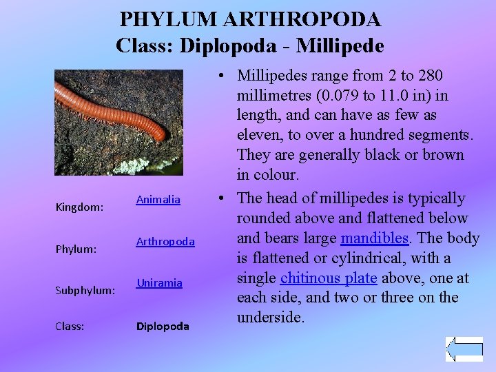 PHYLUM ARTHROPODA Class: Diplopoda - Millipede Kingdom: Phylum: Subphylum: Class: Animalia Arthropoda Uniramia Diplopoda