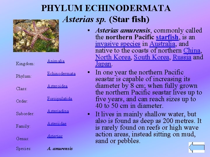 PHYLUM ECHINODERMATA Asterias sp. (Star fish) Kingdom: Phylum: Class: Order: Suborder: Family: Genus: Species: