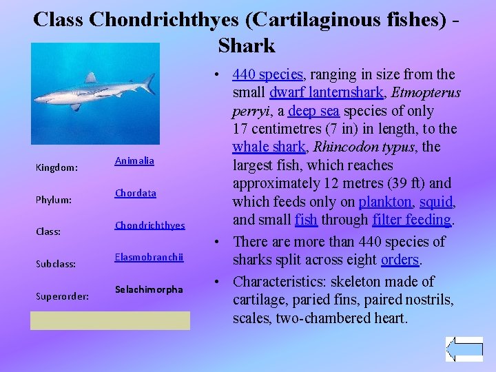 Class Chondrichthyes (Cartilaginous fishes) - Shark Kingdom: Phylum: Class: Subclass: Superorder: Animalia Chordata Chondrichthyes