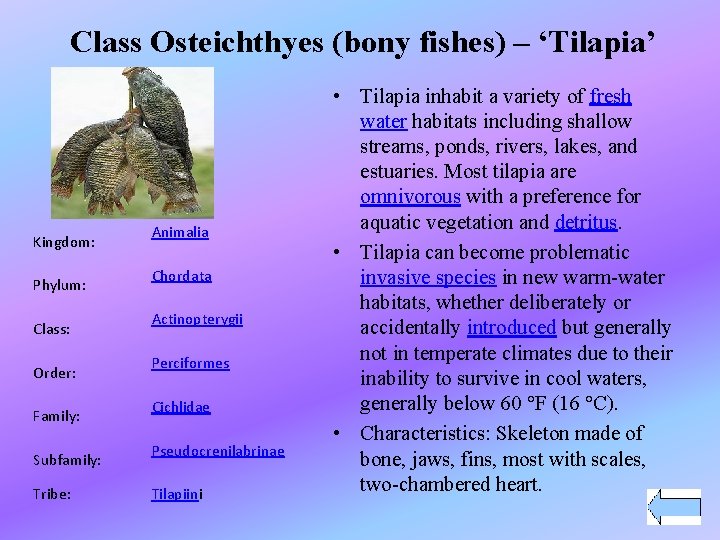 Class Osteichthyes (bony fishes) – ‘Tilapia’ Kingdom: Phylum: Class: Order: Family: Subfamily: Tribe: Animalia
