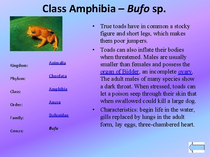 Class Amphibia – Bufo sp. Kingdom: Phylum: Class: Order: Family: Genus: Animalia Chordata Amphibia