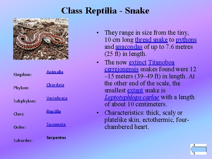 Class Reptilia - Snake Kingdom: Phylum: Subphylum: Class: Order: Suborder: Animalia Chordata Vertebrata Reptilia