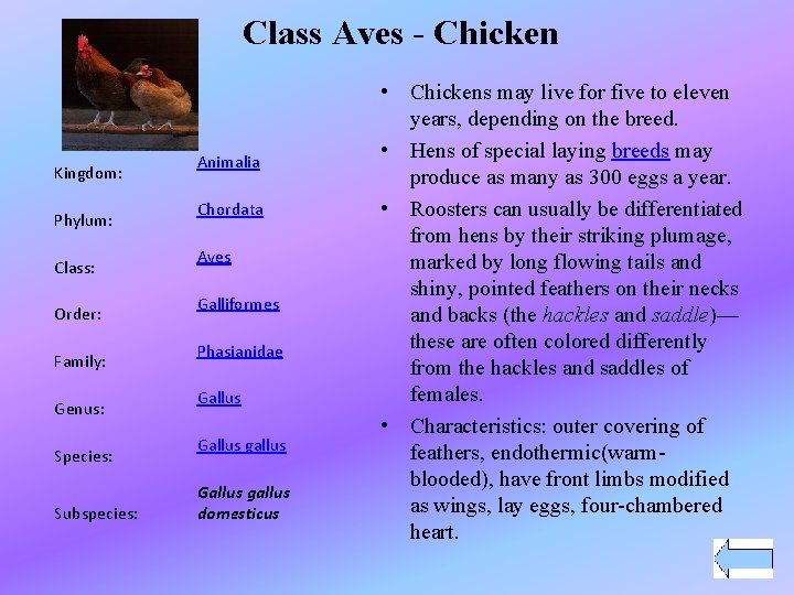 Class Aves - Chicken Kingdom: Phylum: Class: Order: Family: Genus: Species: Subspecies: Animalia Chordata
