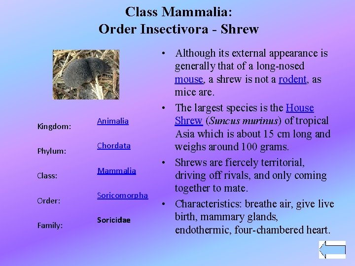 Class Mammalia: Order Insectivora - Shrew Kingdom: Phylum: Class: Order: Family: Animalia Chordata Mammalia