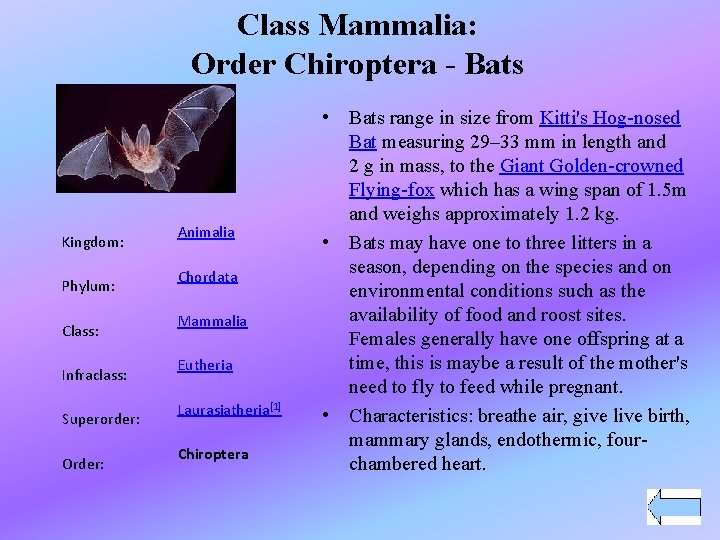 Class Mammalia: Order Chiroptera - Bats Kingdom: Phylum: Class: Infraclass: Superorder: Order: Animalia Chordata