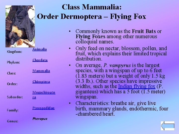 Class Mammalia: Order Dermoptera – Flying Fox Kingdom: Phylum: Class: Order: Suborder: Family: Genus: