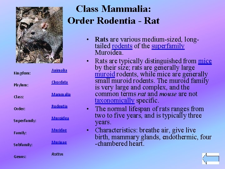 Class Mammalia: Order Rodentia - Rat Kingdom: Phylum: Class: Order: Superfamily: Family: Subfamily: Genus: