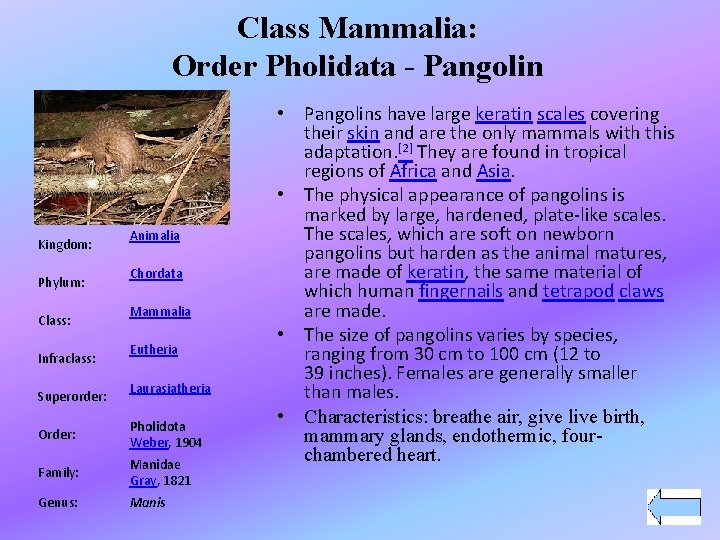 Class Mammalia: Order Pholidata - Pangolin Kingdom: Phylum: Class: Infraclass: Superorder: Animalia Chordata Mammalia