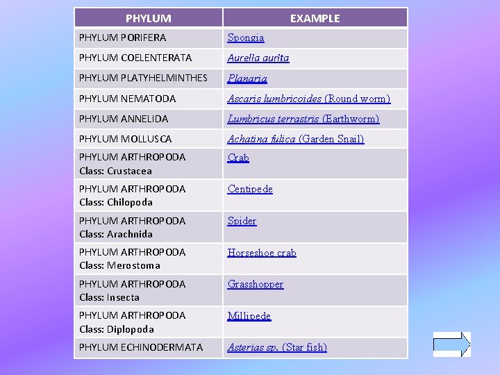 PHYLUM EXAMPLE PHYLUM PORIFERA Spongia PHYLUM COELENTERATA Aurelia aurita PHYLUM PLATYHELMINTHES Planaria PHYLUM NEMATODA