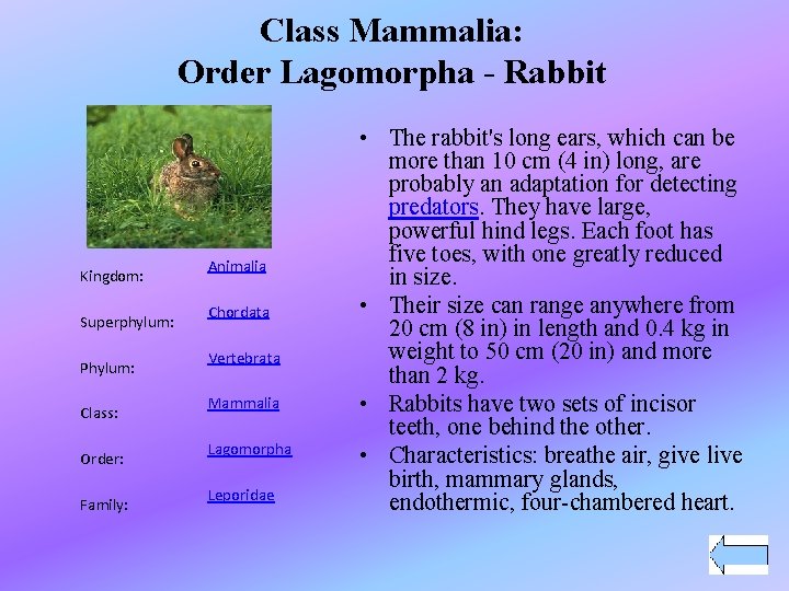 Class Mammalia: Order Lagomorpha - Rabbit Kingdom: Superphylum: Phylum: Class: Order: Family: Animalia Chordata