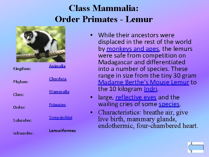 Class Mammalia: Order Primates - Lemur Kingdom: Phylum: Class: Order: Suborder: Infraorder: Animalia Chordata