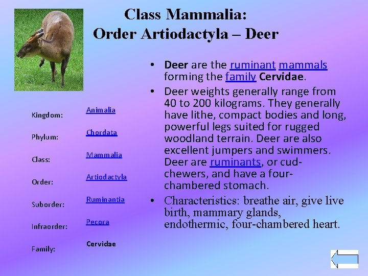 Class Mammalia: Order Artiodactyla – Deer Kingdom: Phylum: Class: Order: Suborder: Infraorder: Family: Animalia