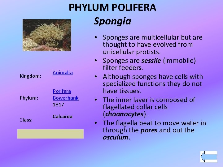 PHYLUM POLIFERA Spongia Kingdom: Phylum: Class: Animalia Porifera Bowerbank, 1817 Calcarea • Sponges are