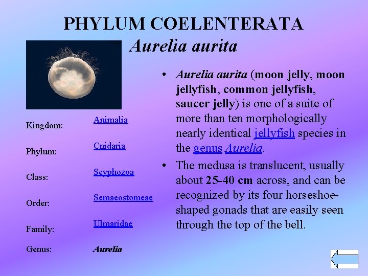 PHYLUM COELENTERATA Aurelia aurita Kingdom: Phylum: Class: Order: Family: Genus: Animalia Cnidaria Scyphozoa Semaeostomeae