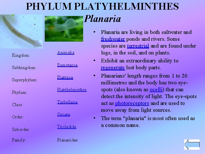 PHYLUM PLATYHELMINTHES Planaria Kingdom: Subkingdom: Superphylum: Phylum: Class: Order: Suborder: Family: Animalia Eumetazoa Platyhelminthes