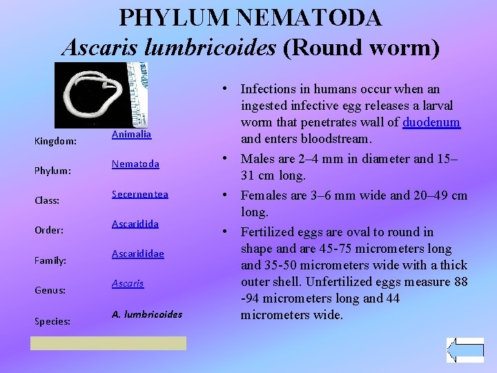 PHYLUM NEMATODA Ascaris lumbricoides (Round worm) Kingdom: Phylum: Class: Order: Family: Genus: Species: Animalia