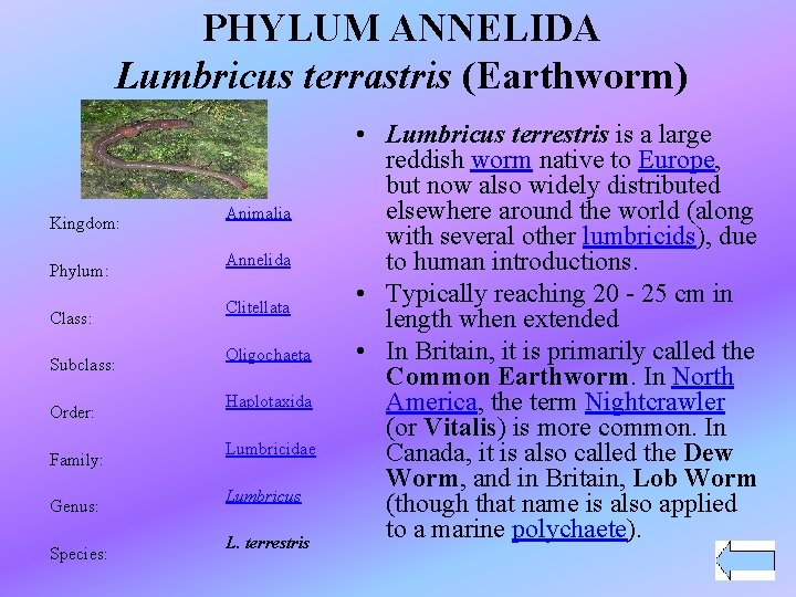 PHYLUM ANNELIDA Lumbricus terrastris (Earthworm) Kingdom: Phylum: Class: Subclass: Order: Family: Genus: Species: Animalia