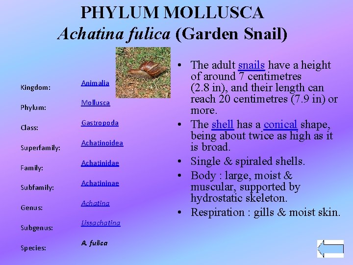 PHYLUM MOLLUSCA Achatina fulica (Garden Snail) Kingdom: Phylum: Class: Superfamily: Family: Subfamily: Genus: Subgenus:
