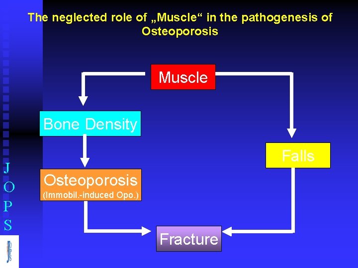 The neglected role of „Muscle“ in the pathogenesis of Osteoporosis Muscle Bone Density J