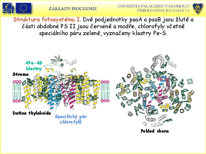Struktura fotosystému I. Dvě podjednotky psa. A a psa. B jsou žlutě a části
