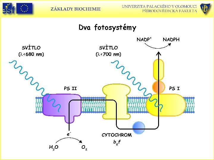 Dva fotosystémy 