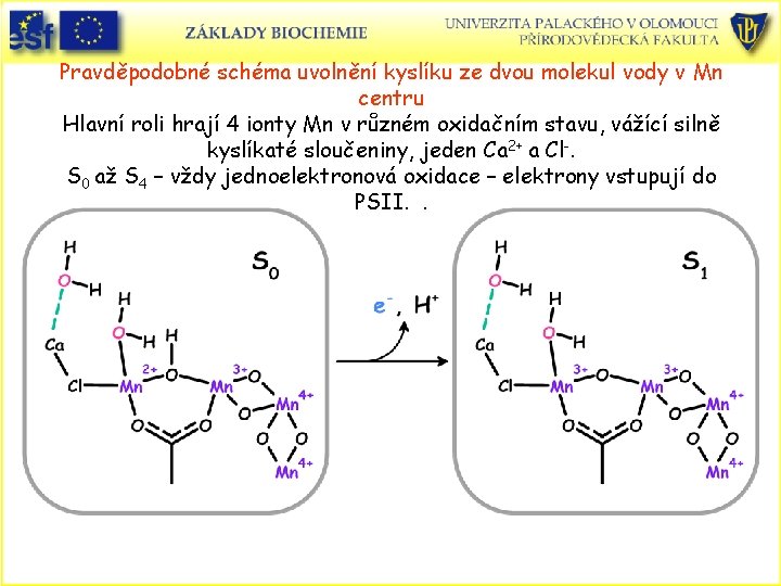 Pravděpodobné schéma uvolnění kyslíku ze dvou molekul vody v Mn centru Hlavní roli hrají