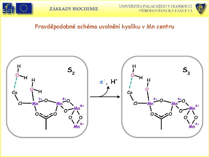 Pravděpodobné schéma uvolnění kyslíku v Mn centru 