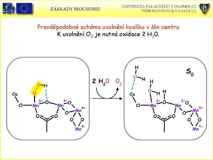 Pravděpodobné schéma uvolnění kyslíku v Mn centru K uvolnění O 2 je nutná oxidace