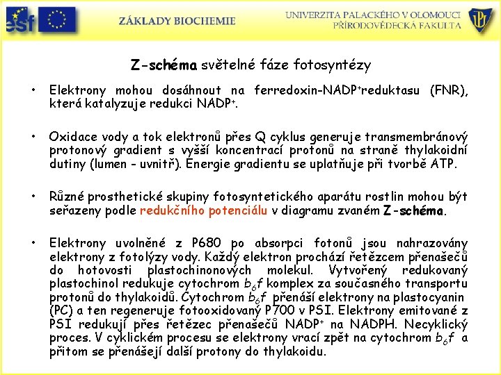 Z-schéma světelné fáze fotosyntézy • Elektrony mohou dosáhnout na ferredoxin-NADP+reduktasu (FNR), která katalyzuje redukci