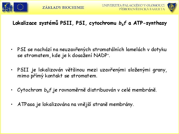 Lokalizace systémů PSII, PSI, cytochromu b 6 f a ATP-synthasy • PSI se nachází