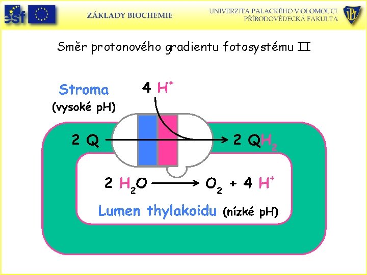 Směr protonového gradientu fotosystému II 