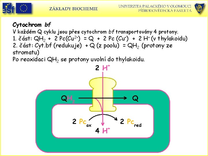 Cytochrom bf V každém Q cyklu jsou přes cytochrom bf transportovány 4 protony. 1.