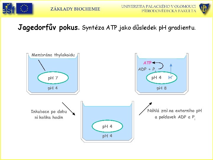 Jagedorfův pokus. Syntéza ATP jako důsledek p. H gradientu. 