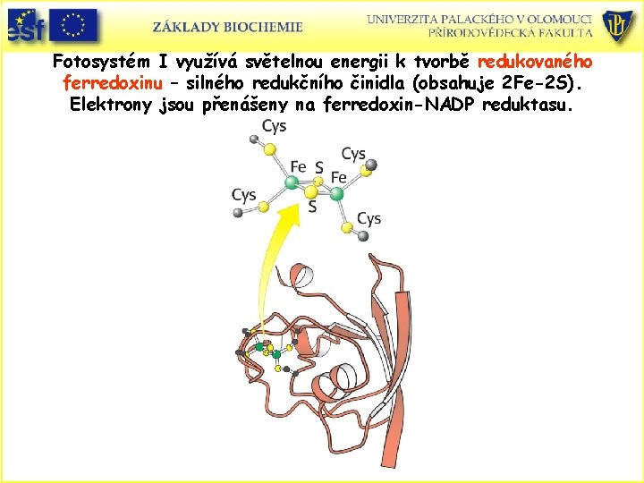 Fotosystém I využívá světelnou energii k tvorbě redukovaného ferredoxinu – silného redukčního činidla (obsahuje