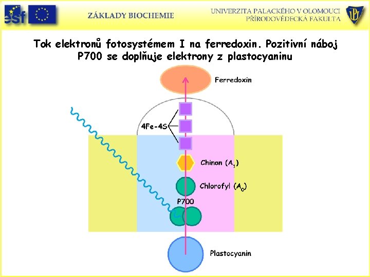 Tok elektronů fotosystémem I na ferredoxin. Pozitivní náboj P 700 se doplňuje elektrony z