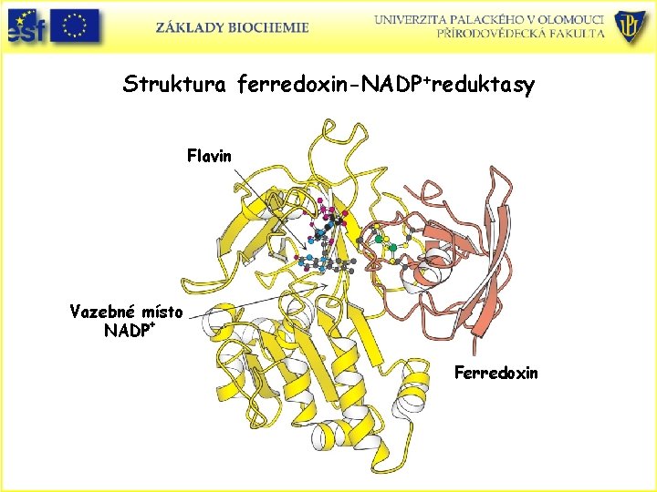 Struktura ferredoxin-NADP+reduktasy Flavin Vazebné místo NADP+ Ferredoxin 