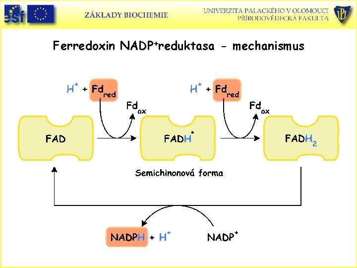Ferredoxin NADP+reduktasa - mechanismus 