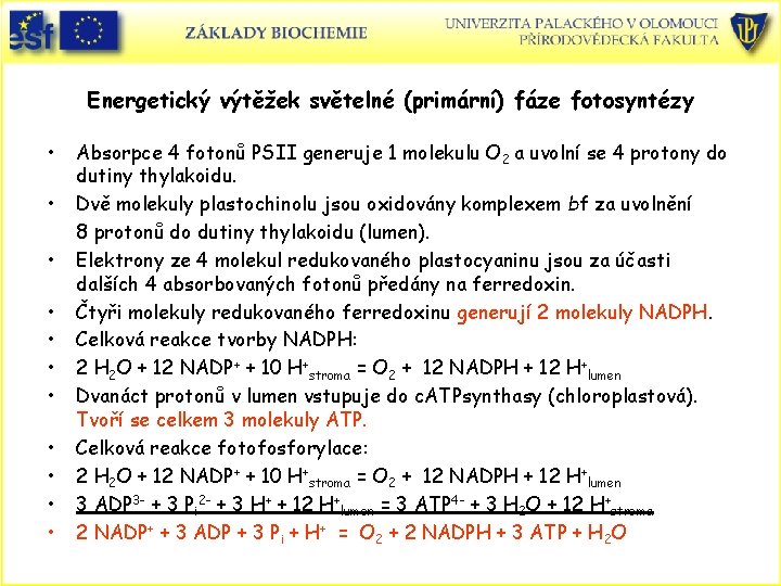 Energetický výtěžek světelné (primární) fáze fotosyntézy • • • Absorpce 4 fotonů PSII generuje