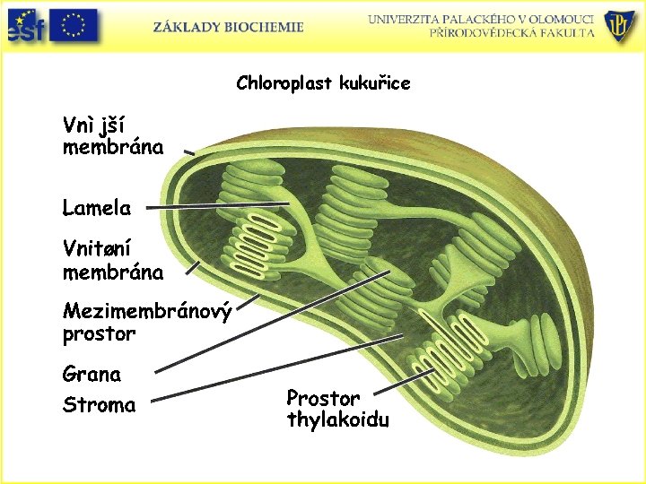 Chloroplast kukuřice 