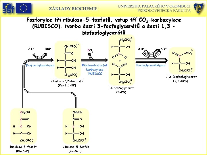 Fosforylce tří ribulosa-5 -fosfátů, vstup tří CO 2 -karboxylace (RUBISCO), tvorba šesti 3 -fosfoglycerátů