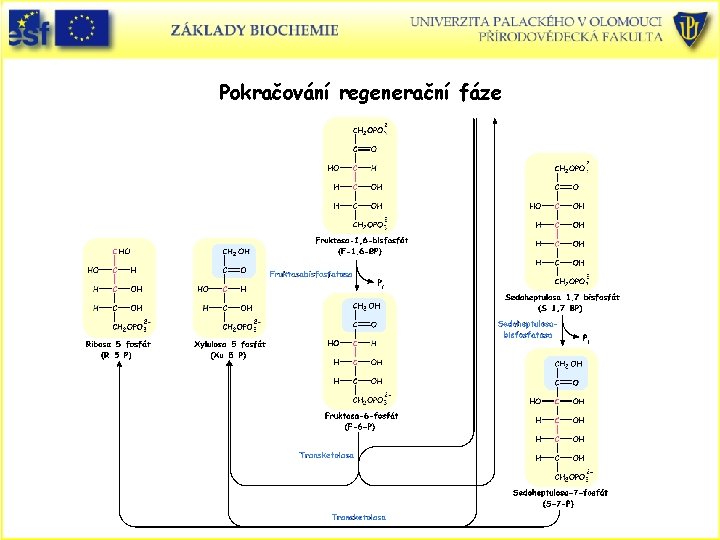 Pokračování regenerační fáze 