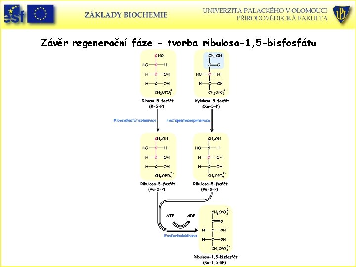 Závěr regenerační fáze - tvorba ribulosa-1, 5 -bisfosfátu 