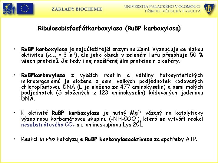 Ribulosabisfosfátkarboxylasa (Ru. BP karboxylasa) • Ru. BP karboxylasa je nejdůležitější enzym na Zemi. Vyznačuje