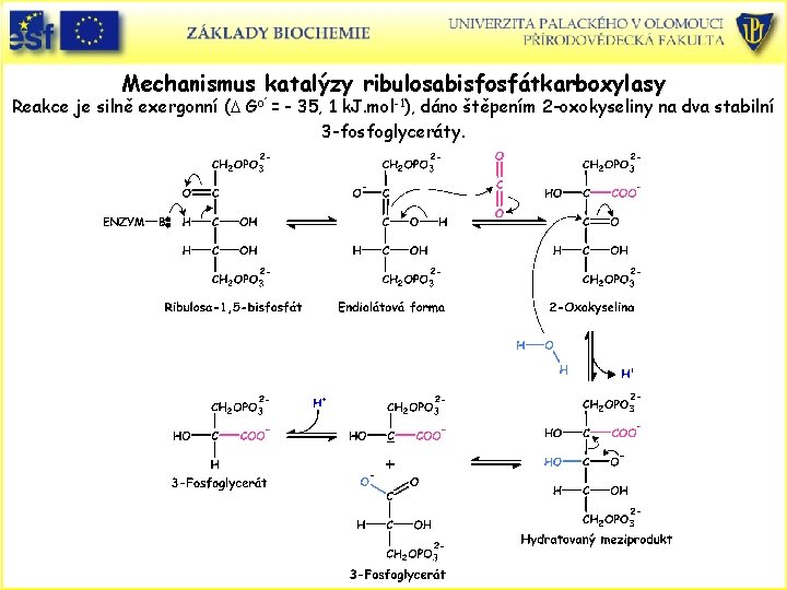 Mechanismus katalýzy ribulosabisfosfátkarboxylasy Reakce je silně exergonní (D Go´= - 35, 1 k. J.