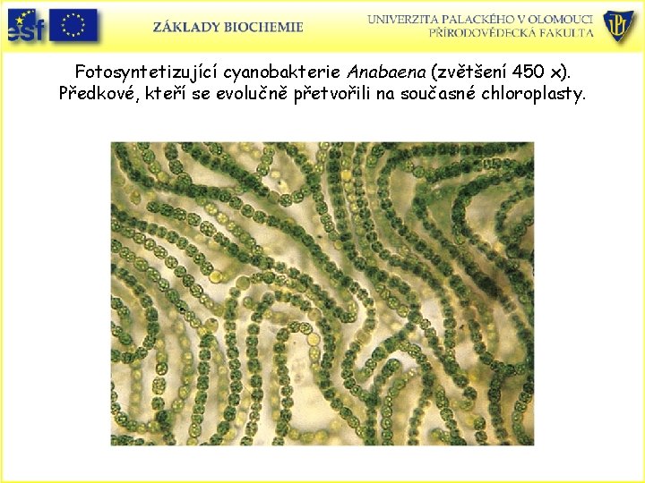 Fotosyntetizující cyanobakterie Anabaena (zvětšení 450 x). Předkové, kteří se evolučně přetvořili na současné chloroplasty.