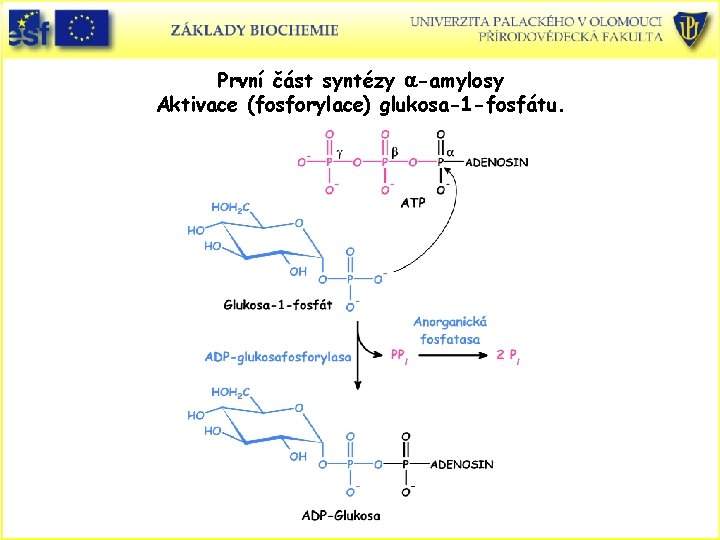 První část syntézy a-amylosy Aktivace (fosforylace) glukosa-1 -fosfátu. 