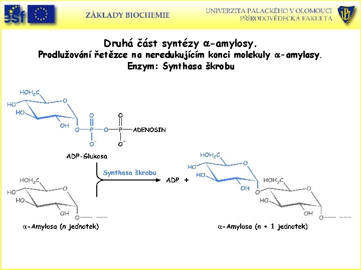 Druhá část syntézy a-amylosy. Prodlužování řetězce na neredukujícím konci molekuly a-amylasy. Enzym: Synthasa škrobu